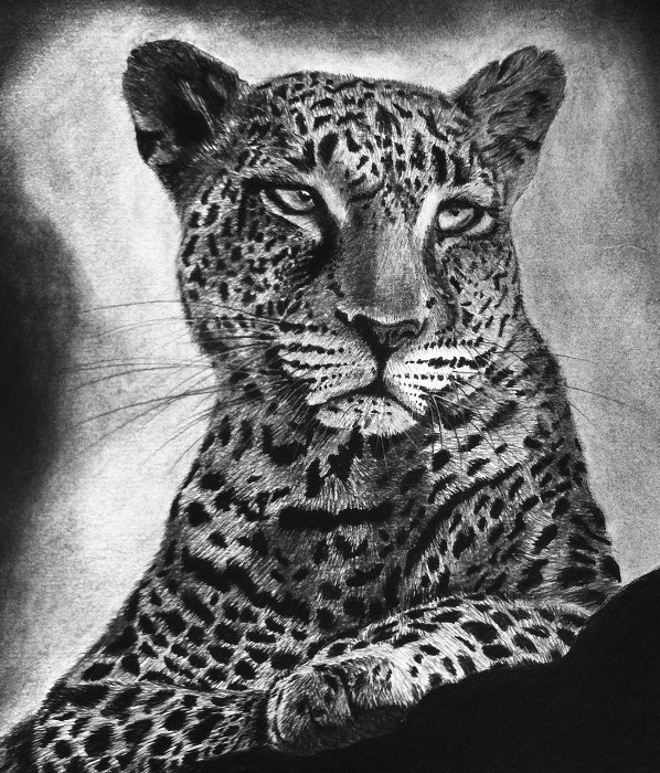 Leopard