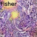 Anna Fisher - Flash Bulbs - Drawings