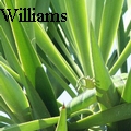 JR Williams - Iguana - Photography
