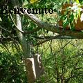 John Benvenuto - Forested Walls - Sculpture