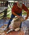 Marion W. Hylton -  - Paintings