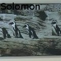 Nat Solomon -  - 