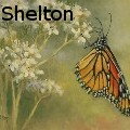 Theresa Shelton - Dainty Desert - Oil Painting