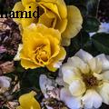 shahroz hamid -  - None