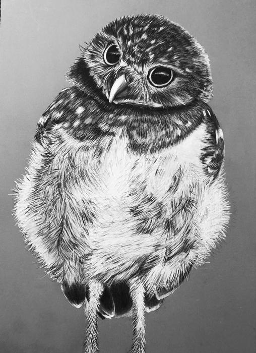 Burrowing Owl